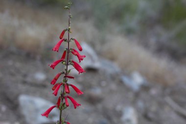 Raceme inflorescences of red bloom from Eaton Fireflower, Penstemon Eatonii, Plantaginaceae, native hermaphroditic herbaceous perennial in the San Bernardino Mountains, Transverse Ranges, Summer. clipart