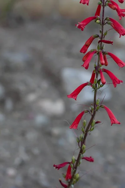 Infiorescenze Raceme Fiore Rosso Eaton Fireflower Penstemon Eatonii Plantaginaceae Nativo — Foto Stock