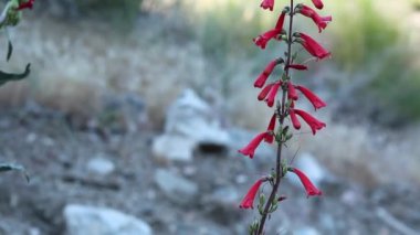 Eaton Fireflower, Penstemon Eatonii, Plantaginaceae, San Bernardino Dağları 'ndaki yerli hermafroditik bitki örtüsü, Transverse Sıradağları, Summer.
