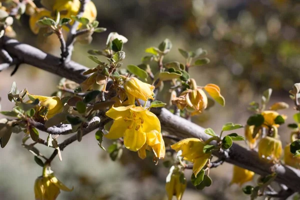 Yellow Blooming Spike Inflorescence California Fremontia Fremontodendron Californicum Malvaceae Native — Stock Photo, Image