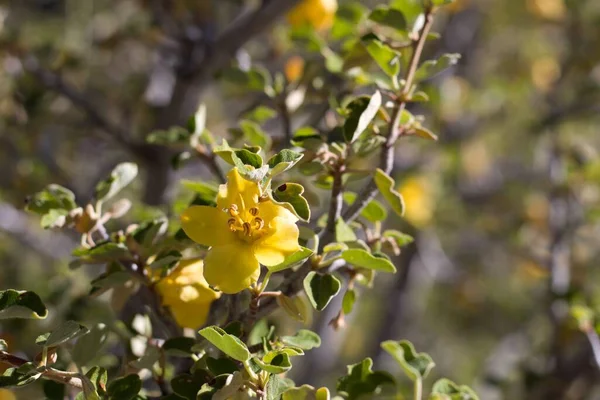Gul Blomning Spik Blomstã Llning Kalifornien Fremontia Fremontodendron Californicum Malvaceae — Stockfoto
