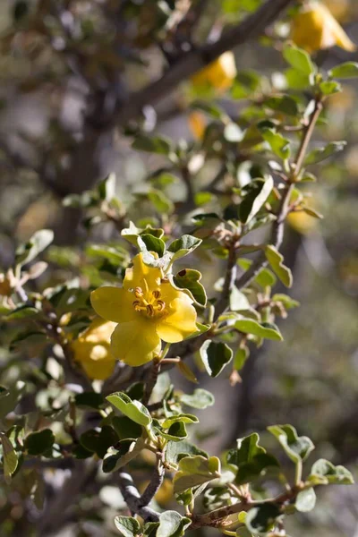 Gul Blomning Spik Blomstã Llning Kalifornien Fremontia Fremontodendron Californicum Malvaceae — Stockfoto