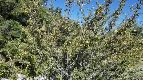 カリフォルニア州の黄色の花穂状花序フレモンティア フレモントデンドロン カリフォルニア マルバセア サンバーナーディーノ山脈のネイティブ エルマフロディティック多年生常緑樹低木 横断山脈 — ストック動画