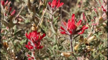 Çöl Paintbrush, Castilleja Chromosa, Orobanchaceae, San Bernardino Dağları 'ndaki doğal fakultatif kök hemiparazit hermafroditik hermafrodit herbaceous perennial, Transverse Ranges, Summer.