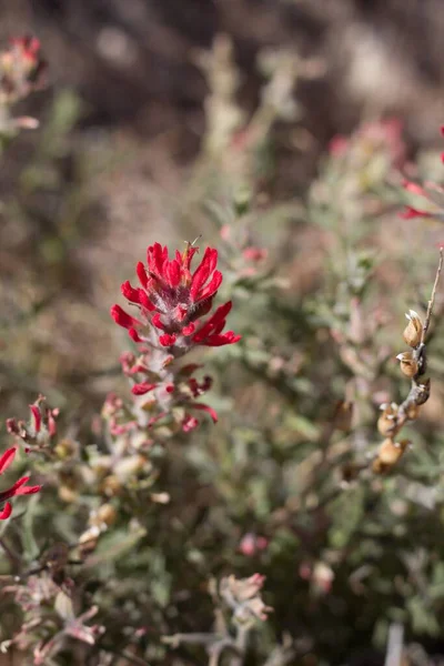 Kryddblomstã Llningar Blomma Frã Desert Paintbrush Castilleja Chromosa Orobanchaceae Inhemska — Stockfoto