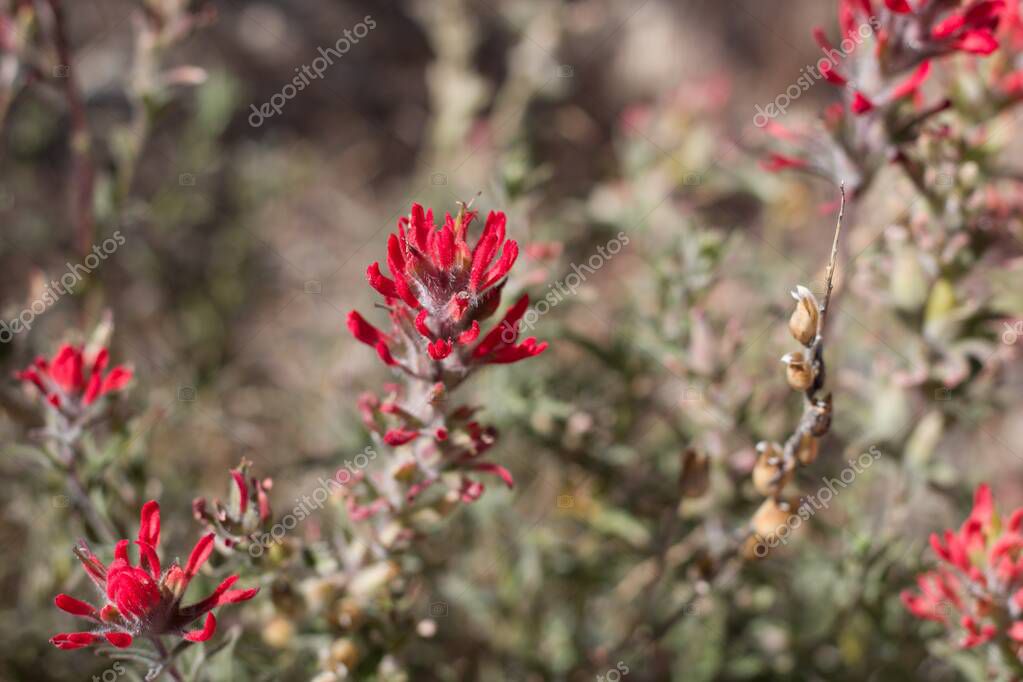 desert paintbrush desert paintbrush