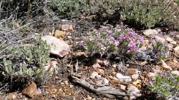 Roze Bloeiende Eenzame Terminal Bloeiwijzen Van Mountain Flame Phlox Austromontana — Stockvideo