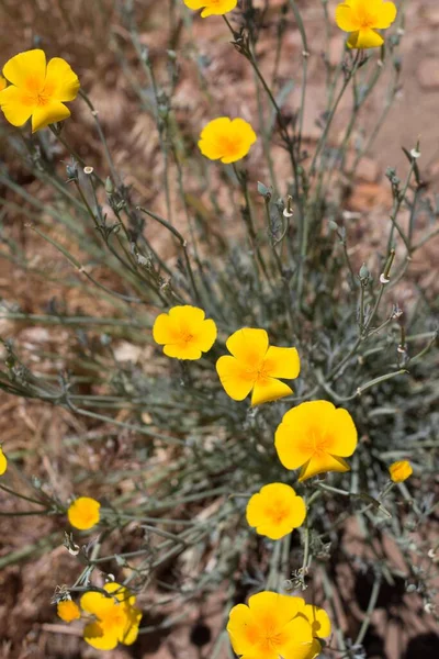 Cyme Virágzása Sárga Virág California Poppy Eschscholzia Californica Papaveraceae Őshonos — Stock Fotó