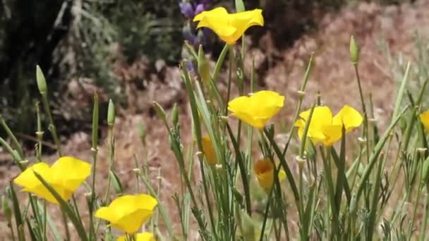 Cyme Bloeiwijzen Van Gele Bloei Uit Californië Poppy Eschscholzia Californica — Stockvideo