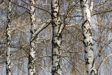 Uçurumun kenarında asılı genç bir tırmanıcı.