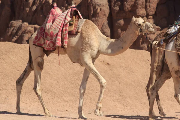 Velbloudi Arábii Volně Žijících Živočichů Jízda Beduíny — Stock fotografie