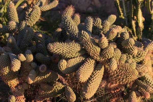 Paisaje de cactus. Cultivo de cactus. Campo de cactus. Jardín de flores. Enfoque selectivo — Foto de Stock