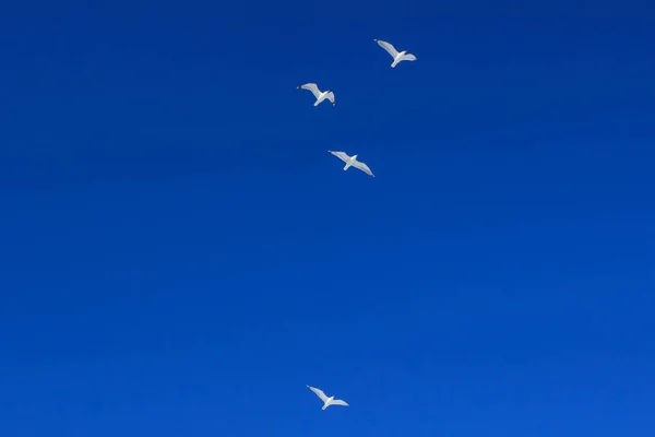 Três gaivotas no céu — Fotografia de Stock