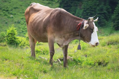 İnekler. Yeşil bir alanda otlayan inekler. Alpin çayırlar üzerinde ineklerin. İnekler, güzel Alp yatay.