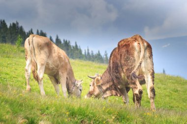 İnekler. Yeşil bir alanda otlayan inekler. Alpin çayırlar üzerinde ineklerin. İnekler, güzel Alp yatay.