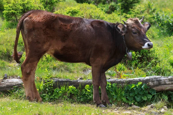 在山地奶牛的画像前吃草。牛在牧场上用滑稽的口吻看着摄像机.高地农业。健康的牲畜养殖。农场动物。种植高山松。室外哺乳动物 — 图库照片