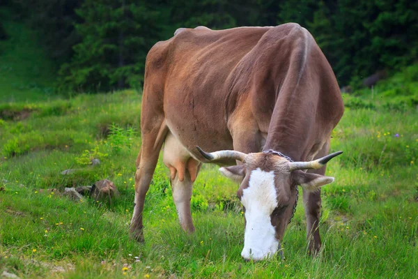 İnekler. Yeşil bir alanda otlayan inekler. Alpin çayırlar üzerinde ineklerin. İnekler, güzel Alp yatay.