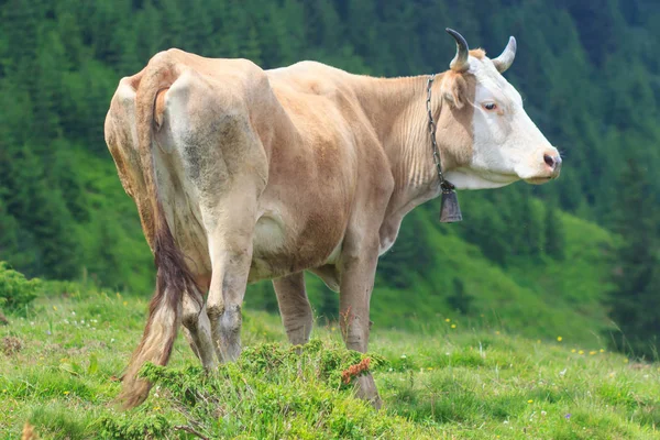 Krowy. Krowy pasące się na zielonych pól. Krowy na alpejskich łąk. Piękny krajobraz alpejski z krów. — Zdjęcie stockowe