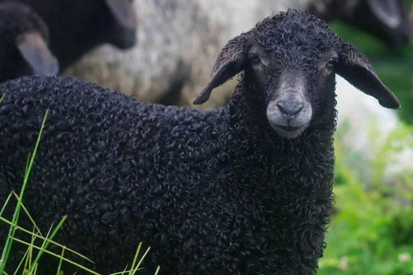 脸上的黑绵羊母羊直接看着相机在春天. — 图库照片