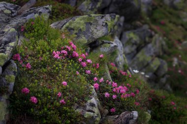 Ormangülü çiçek Chornohora mesafeden Karpatlar, Ukrayna