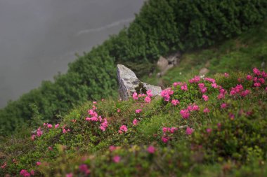 Ormangülü çiçek Chornohora mesafeden Karpatlar, Ukrayna