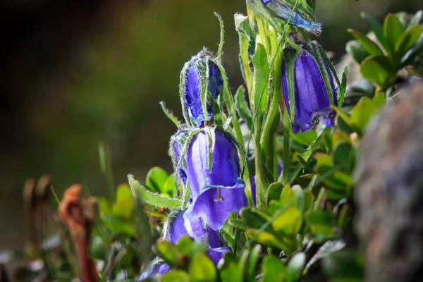 Piękne Krajobrazy Blue Bell Kwiaty Górach Latem Campanula Alpina — Zdjęcie stockowe