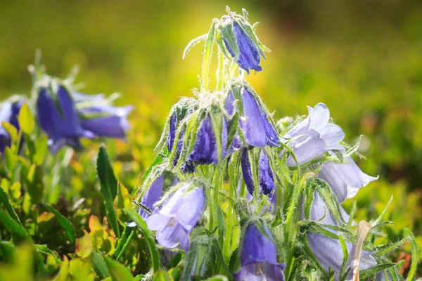Piękne Krajobrazy Blue Bell Kwiaty Górach Latem Campanula Alpina — Zdjęcie stockowe