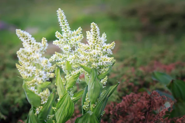 Beyaz karaca ot, Veratrum albüm zehirli dağ çiçeği.