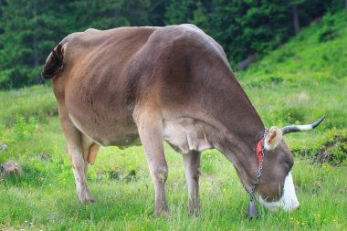 Dağ manzarasının önündeki kahverengi inek.