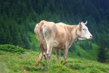 Dağ manzarasının önündeki kahverengi inek.