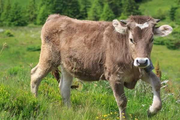 Brązowa Krowa Przed Górskim Krajobrazem — Zdjęcie stockowe