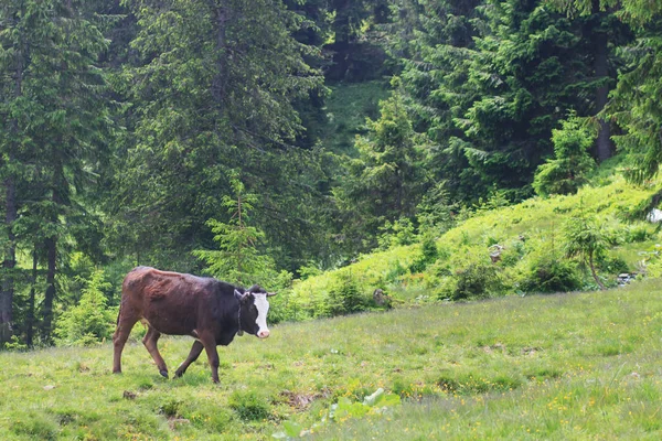 Bruine Koe Voor Berglandschap — Stockfoto