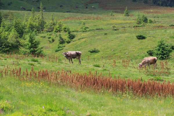 Brown Cow Front Mountain Landscape — Stock Photo, Image