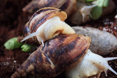 El ile dev Achatina salyangoz. Sağlık ve cilt gençleştirme