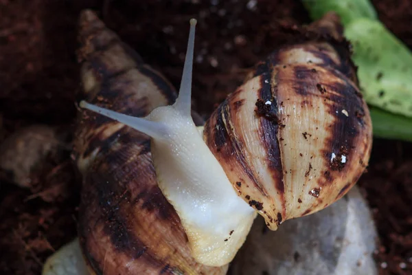 Female Hand Giant Achatina Snail Health Skin Rejuvenation — Stock Photo, Image