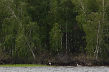Büyük karabatak, arka ışık su damlacıkları sıçramasına tarafından çevrili gölün yüzeyinden başlayarak yakın çekim shot. Phalacrocorax carbo