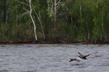 Büyük karabatak, arka ışık su damlacıkları sıçramasına tarafından çevrili gölün yüzeyinden başlayarak yakın çekim shot. Phalacrocorax carbo