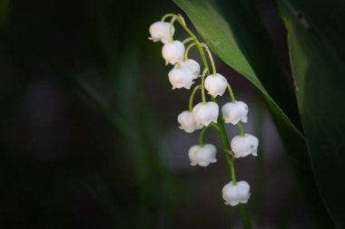 Vadinin çiçekli zambağı. Vadideki Zambak. Convallaria majalis. arka plan. Vadinin zambak çiçeği mavi arka planda.