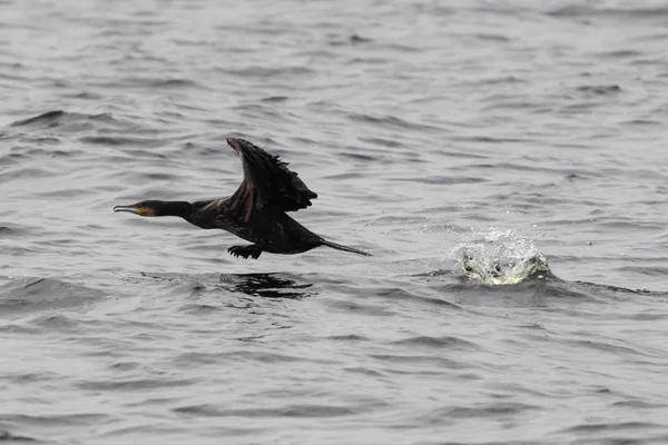 Close-up shot of Great Cormorant, starting from the lake surface surrounded by splashing water droplets in backlight. Phalacrocorax carbo