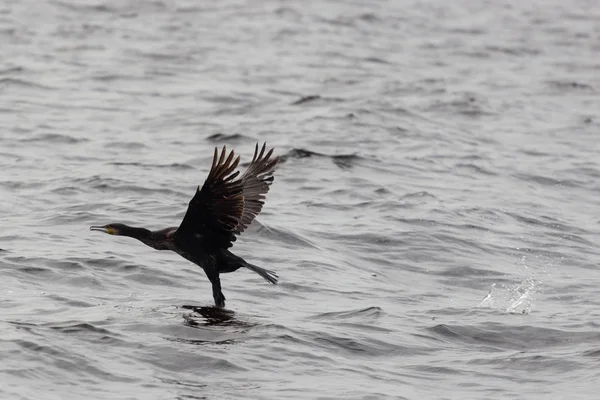 Close Shot Great Cormorant Starting Lake Surface Surrounded Splashing Water — Stock Photo, Image