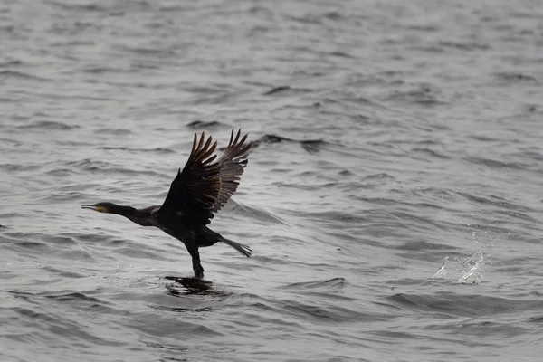 Close Shot Great Cormorant Starting Lake Surface Surrounded Splashing Water — Stock Photo, Image