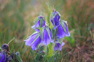 Güzel sahne yaz dağlarda blue Bell'de çiçekli. Çan çiçeği Alpina.