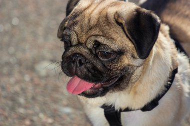 Güzel erkek Pug köpek yavrusu portresi