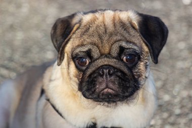 Güzel erkek Pug köpek yavrusu portresi