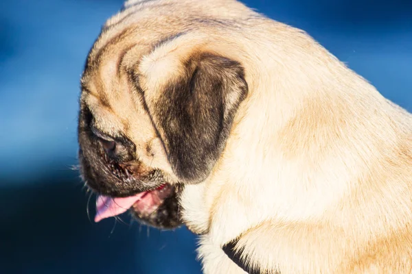 Портрет красивого щенка-мопса — стоковое фото