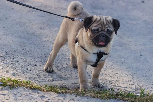 Portrait of Beautiful male Pug puppy dog — Stock Photo, Image