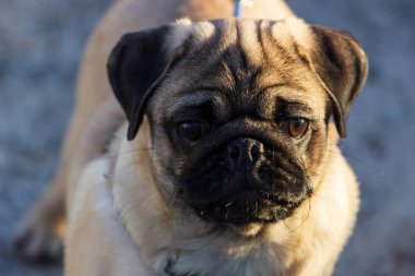 Pugs Park