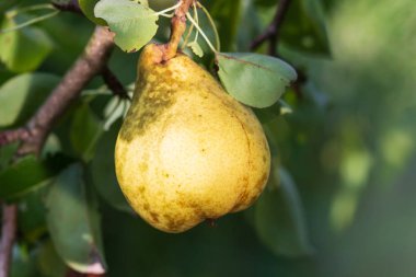 Yeşil yaprakları ile bir ağaç dalı üzerinde olgun armut.