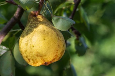 Yeşil yaprakları ile bir ağaç dalı üzerinde olgun armut.