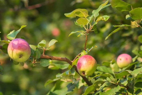 Las Manzanas Orgánicas Sobre Árbol — Foto de Stock